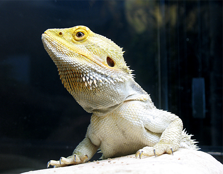 bearded dragon