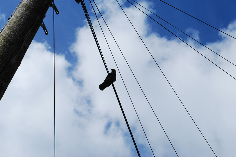 bird on a wire