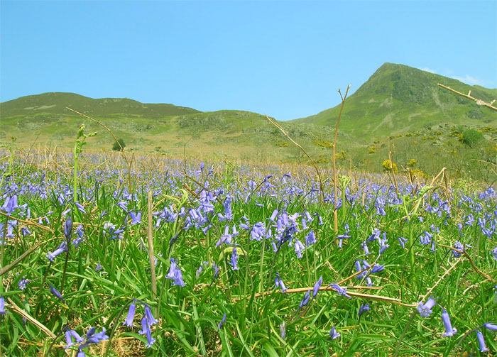 bluebells