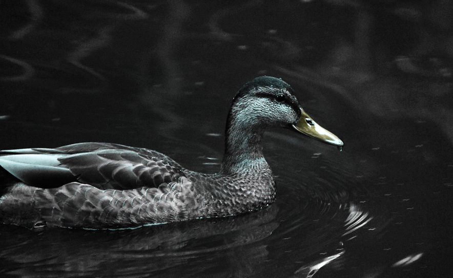 floating duck