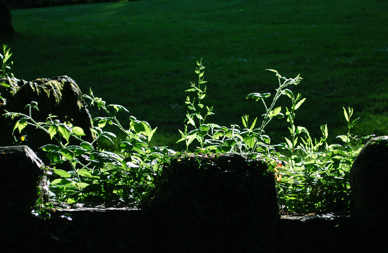 glowing plant on wall