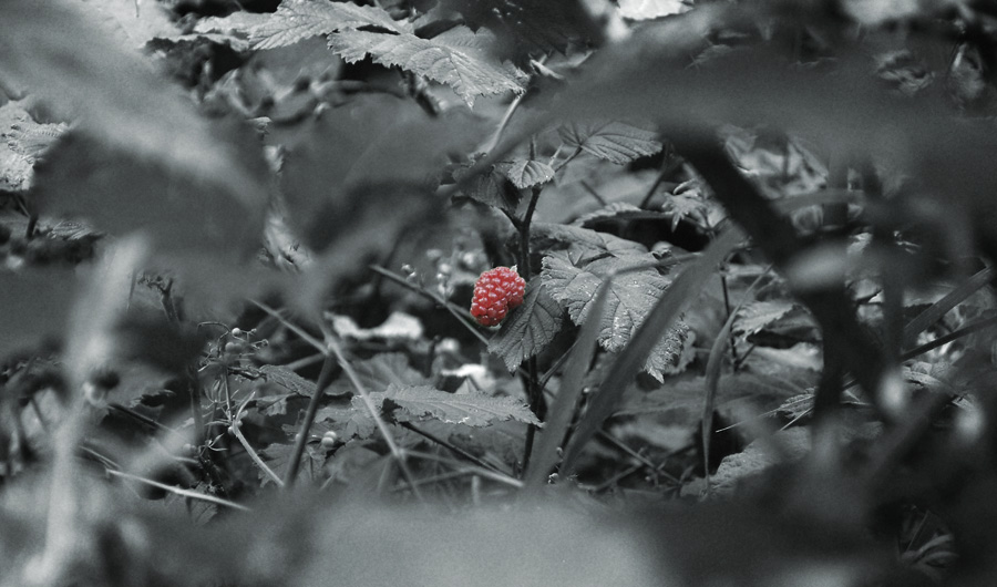 hidden berry