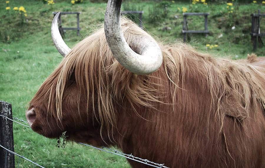 highland cow