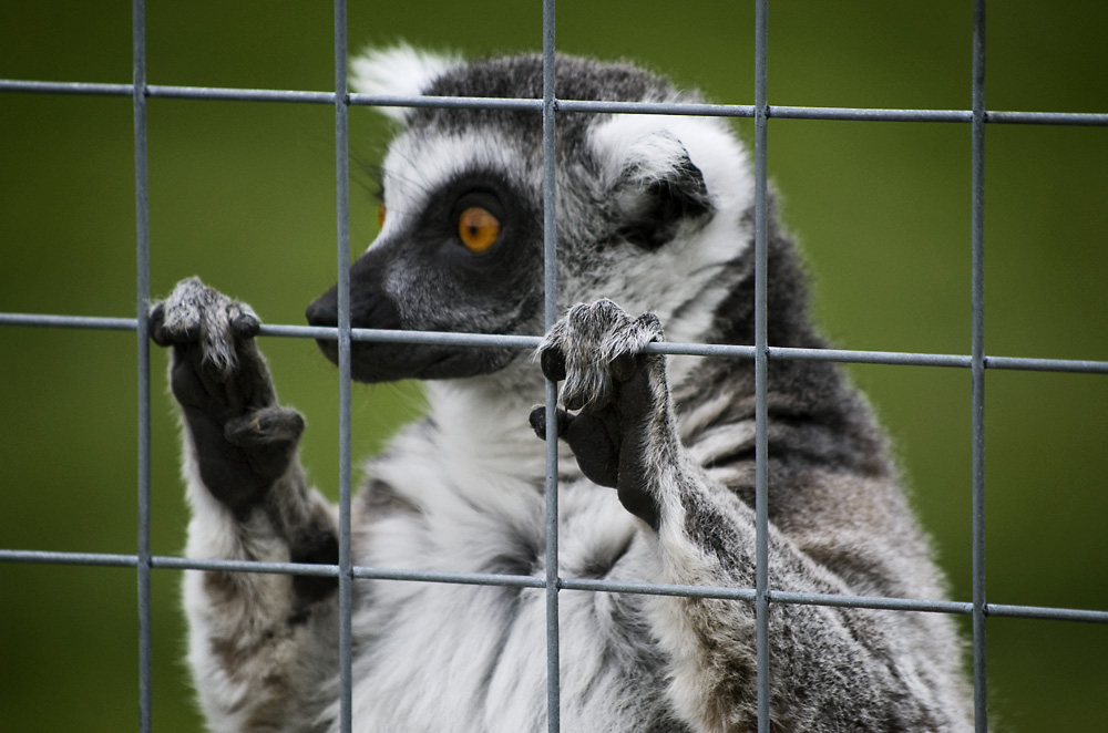 i'm a lemur... get me out of here