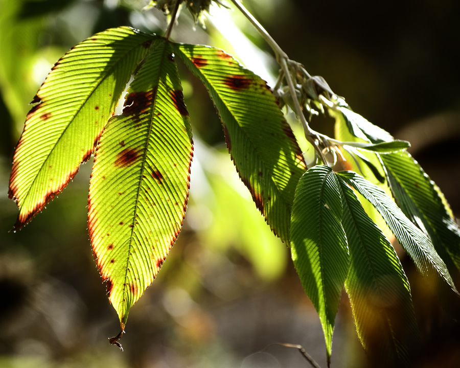 leaf veins