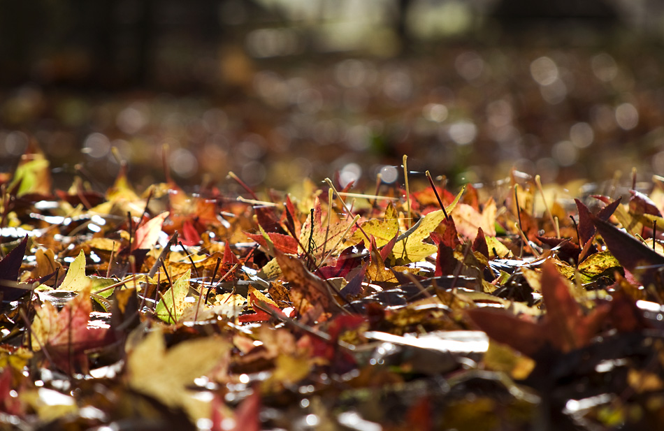 leaves on the ground