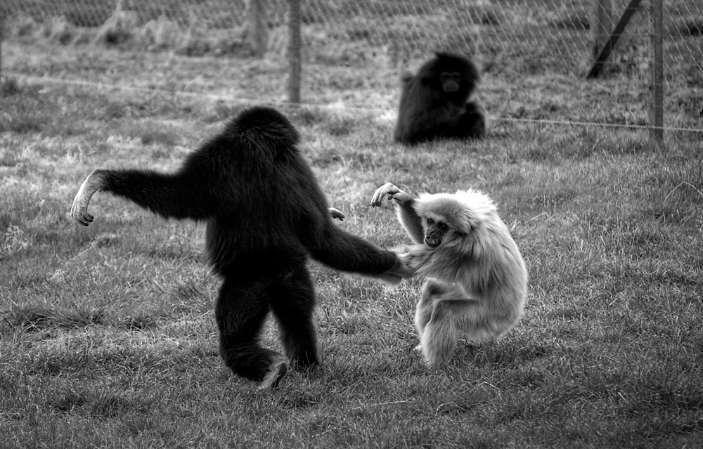 monkey fight