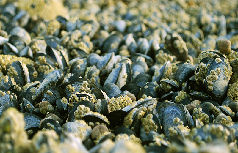 mussel beach
