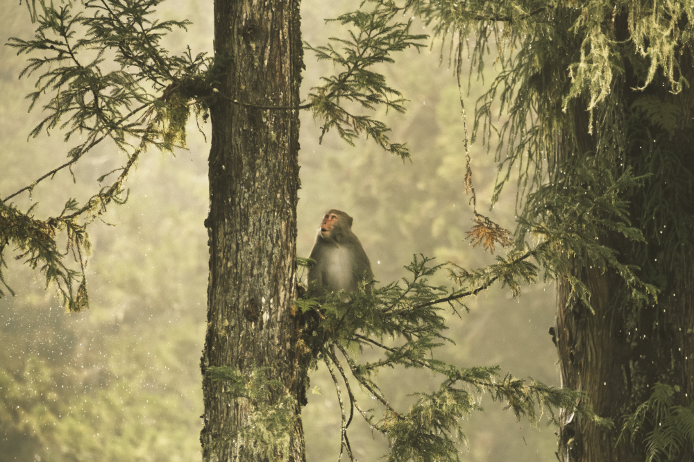 no one i think is in my tree