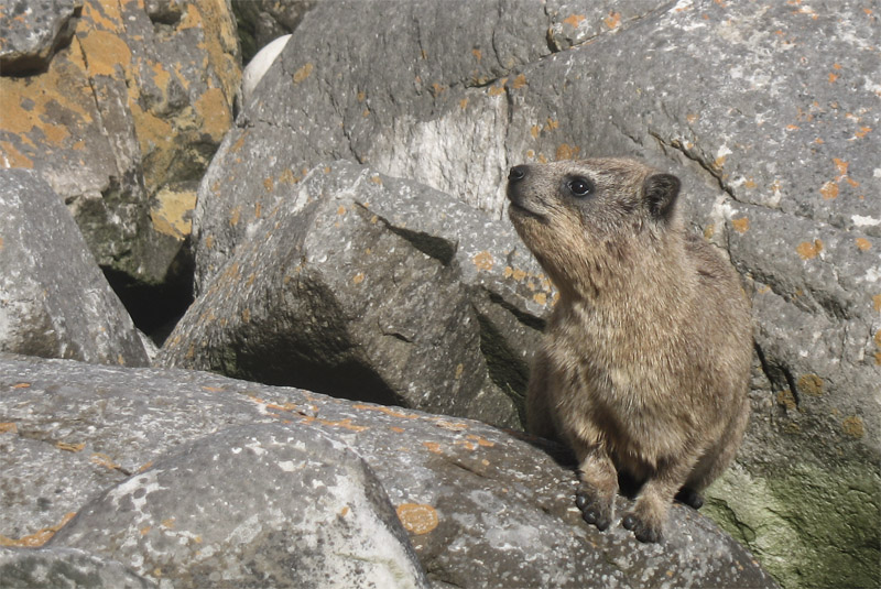 rock dassie