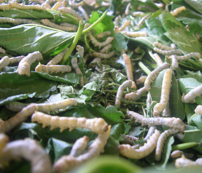 silkworms