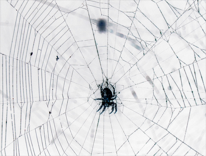 spiders web #2