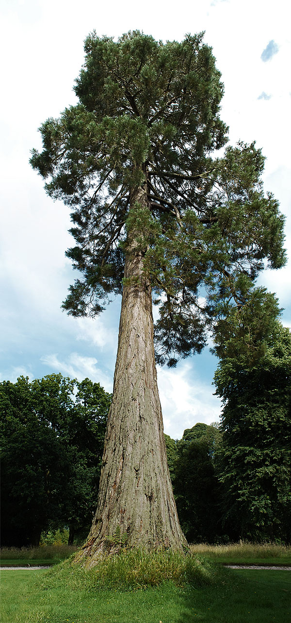 Testmeat Photoblog Tall Tree