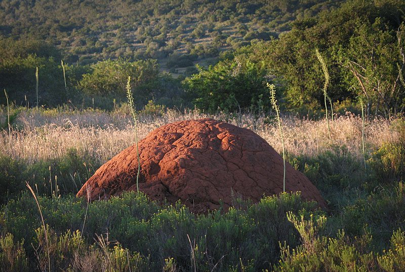 termite mound