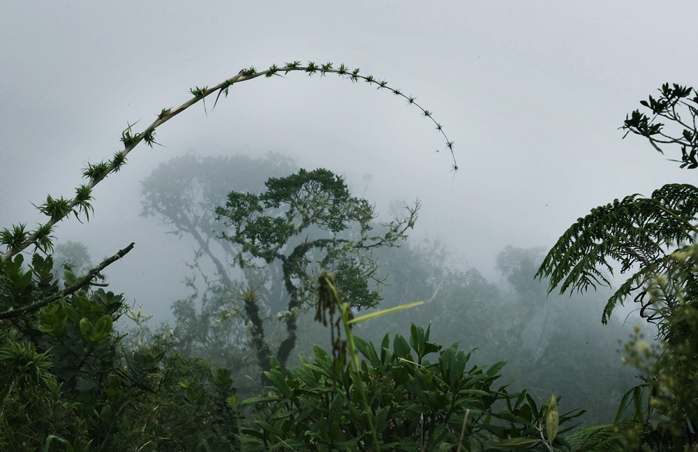 the cloud forest