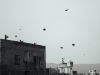 all the kites - 13th September 2026