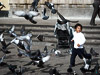 a-partridge-amongst-the-pigeons