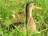 duck-grass
