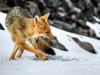 fox-in-the-snow