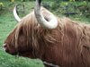 highland-cow