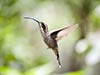 i-m-a-hummingbird