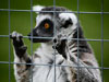 i-m-a-lemur-get-me-out-of-here