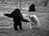monkey-fight