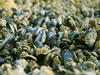 mussel-beach