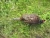 pheasant