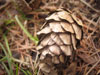 pine cone #2
