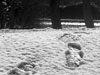 snow prints