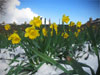 snowy-daffodils