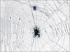 spiders web #2