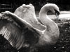 swan span