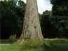 tall-tree