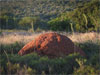 termite-mound