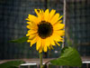 the-bee-and-the-sunflower