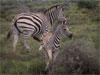 two-zebras