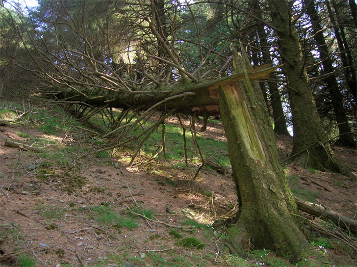 timber