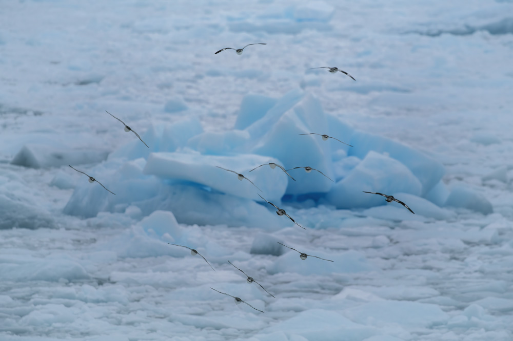 to fly into the crystal kingdom