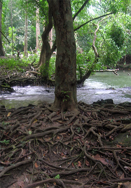 winding roots
