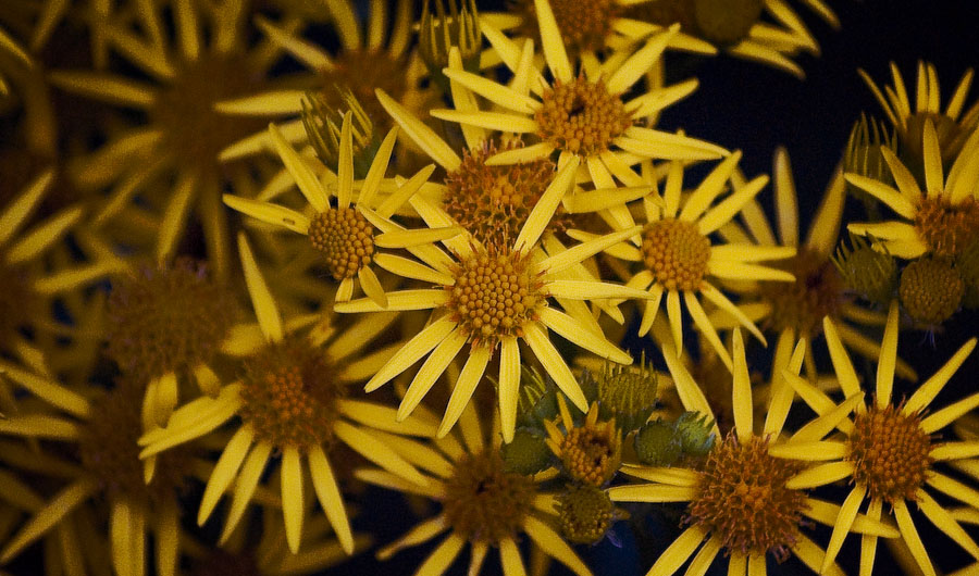 yellow flowers