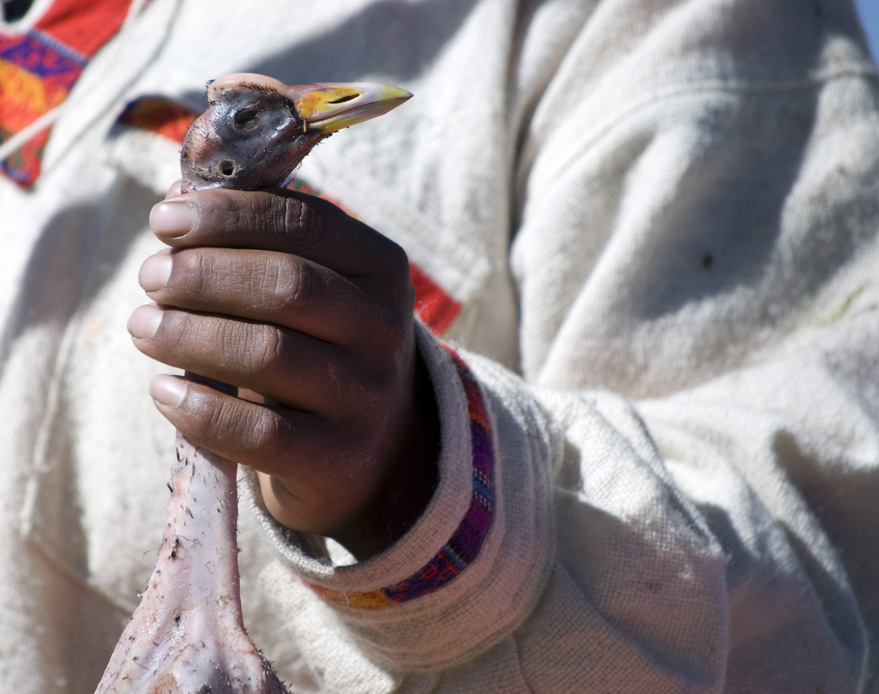 bring me the head of a chicken