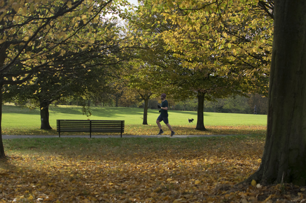 chasing leaves in the wind