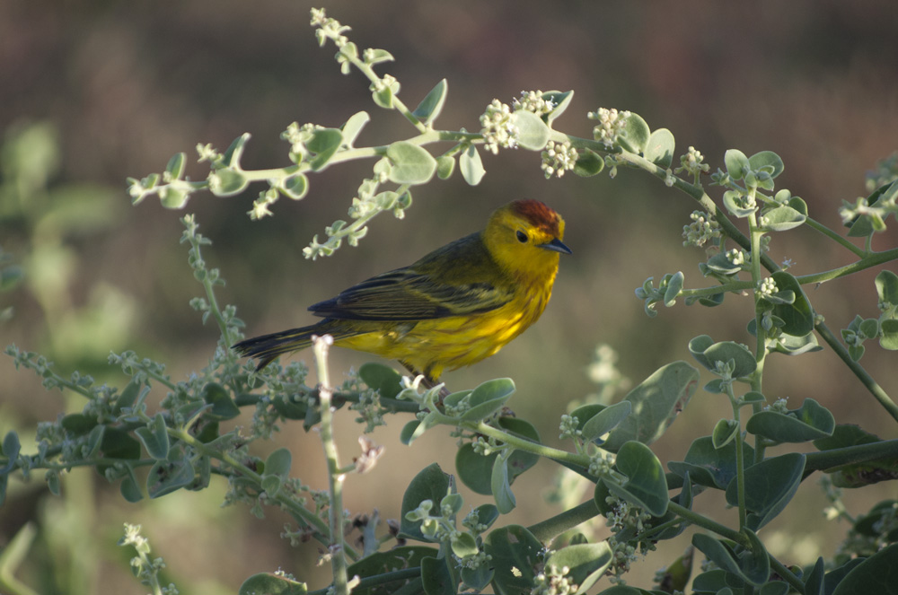 did you forget that yellow bird?