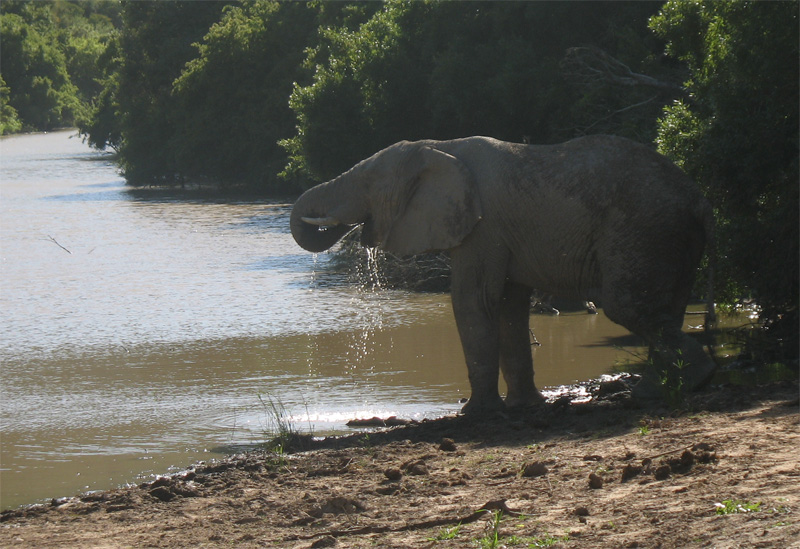 drinking elephant