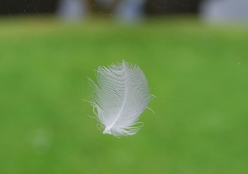 feather