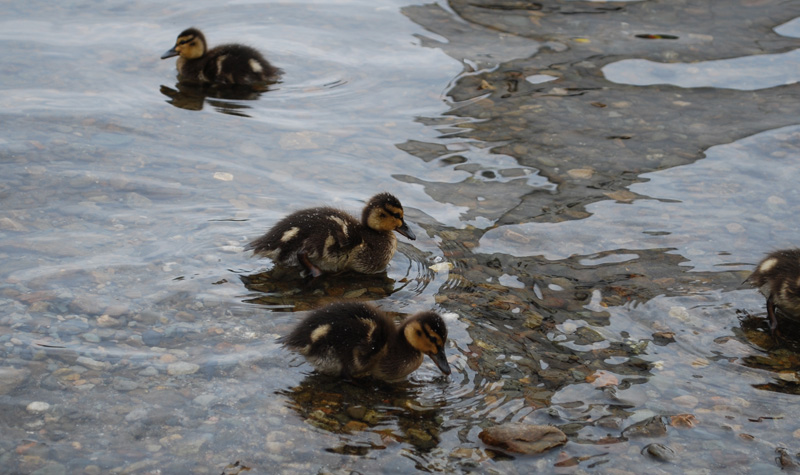 fluffy ducklings