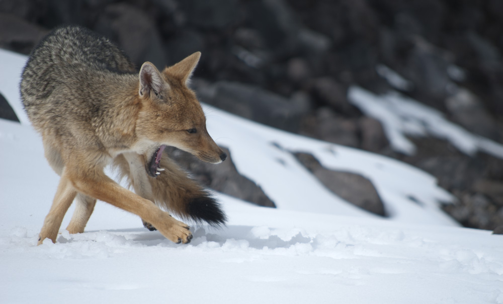 fox in the snow