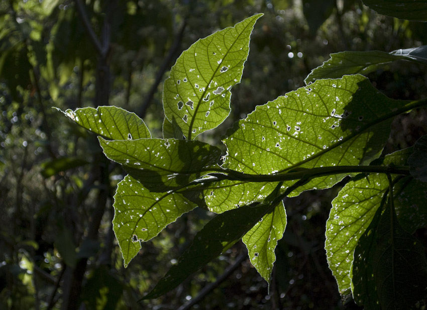 glowing leaves